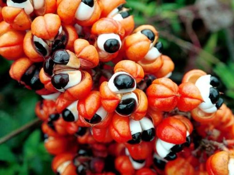 Guaraná remove caspas, melhora a pele e ainda é afrodisíaco, conheça mais benefícios | Cura na Natureza | Portal… | Guarana da amazonia, Guarana, Frutas brasileiras