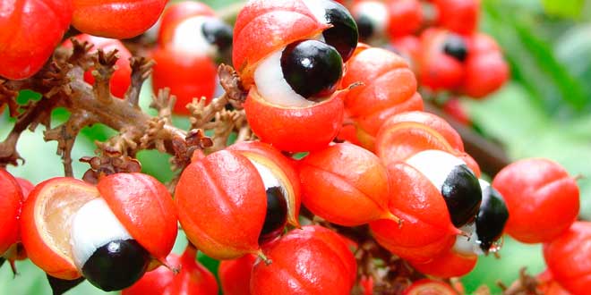 Guarana: What is it, What are its Properties and Benefits